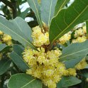 Laurus nobilis fleur